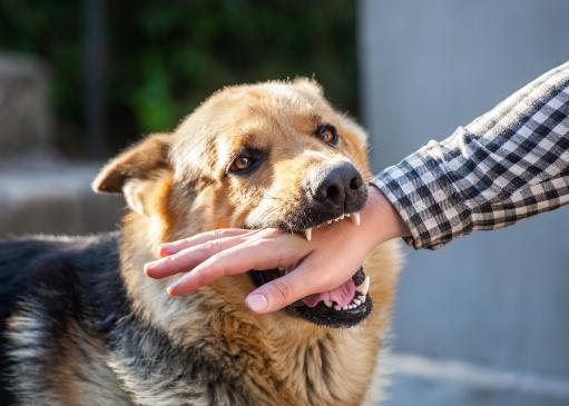 Chien qui mord la main d'un homme